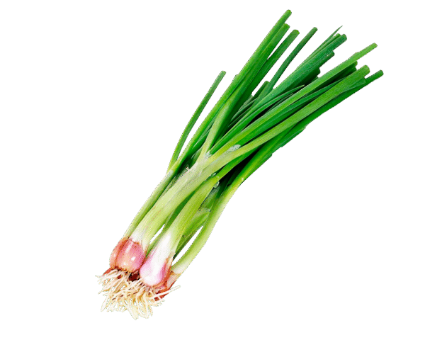 Cebolla de verdeo organica atado