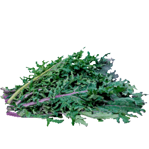 Kale Mix Colores Organico Atado