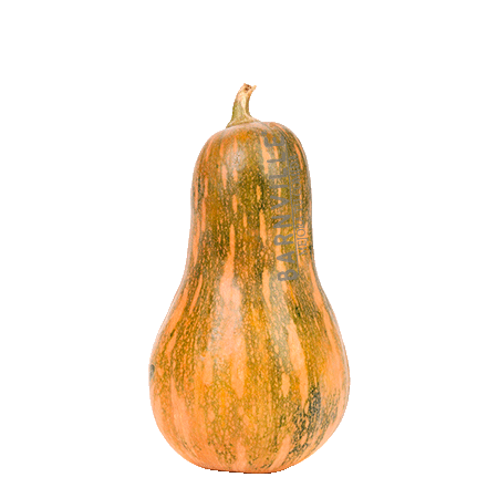 Zapallo Anco Batata Organico 1U.